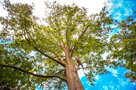  Pitman, NJ Tree Removal Pros