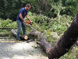 Best Leaf Removal  in Pitman, NJ