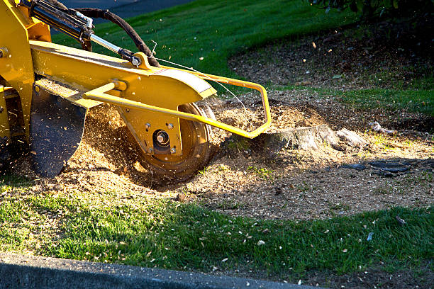 Best Seasonal Cleanup (Spring/Fall)  in Pitman, NJ