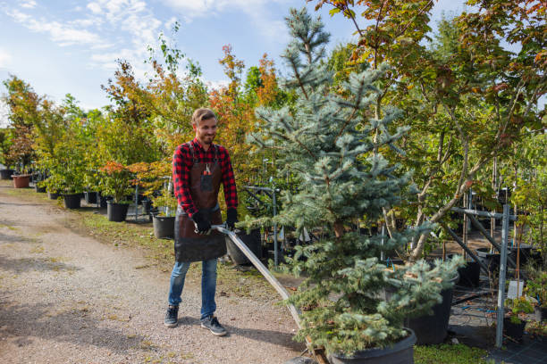 Professional Tree Removal in Pitman, NJ