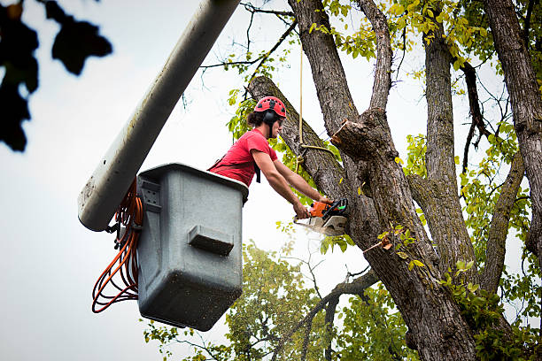 Best Storm Damage Tree Cleanup  in Pitman, NJ