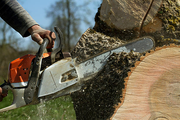 Best Lawn Maintenance Plans  in Pitman, NJ