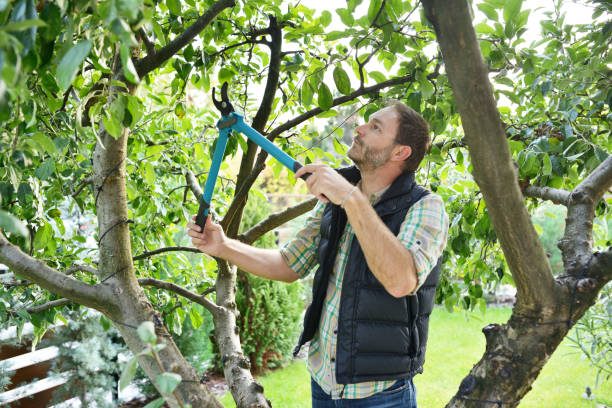 Best Tree and Shrub Care  in Pitman, NJ